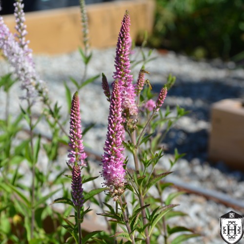Veronica spicata 'Barcarolle' - Kassisaba 'Barcarolle' P9/0,55L